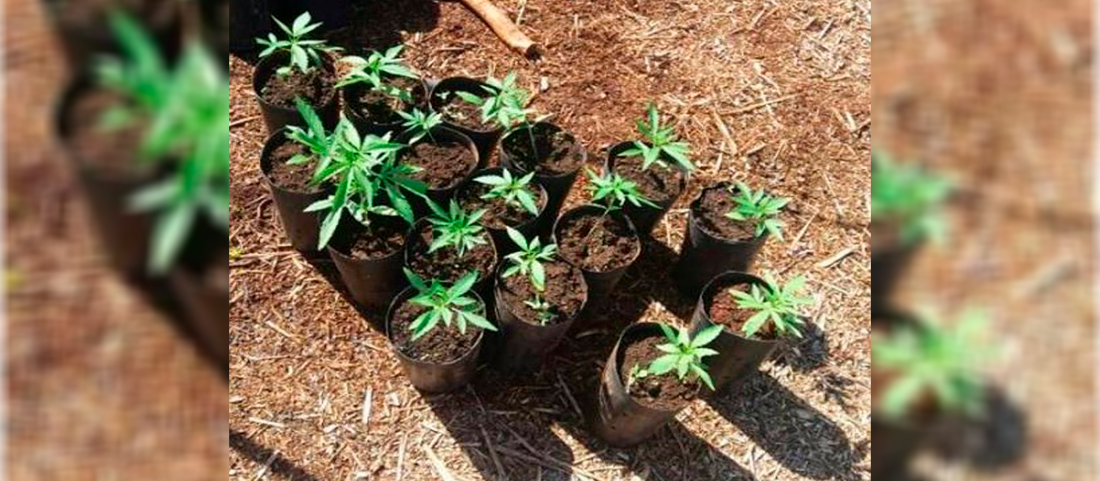 MP aciona servidor que teria plantado maconha em viveiro público