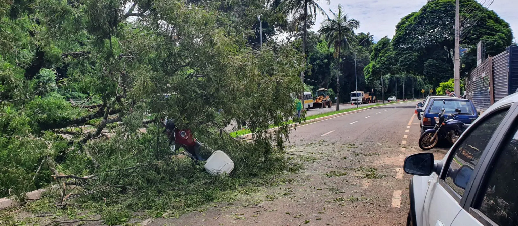 Árvore cai em cima de motociclista na Avenida Laguna em Maringá