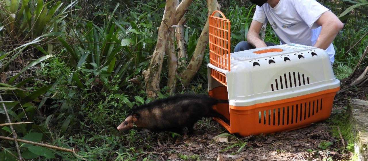 Na época de reprodução dos gambás, IAT reforça a importância da espécie para o ecossistema