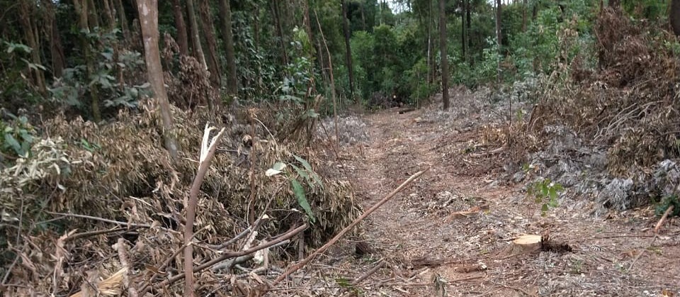 Duas pessoas são presas por desmatamento de reserva legal