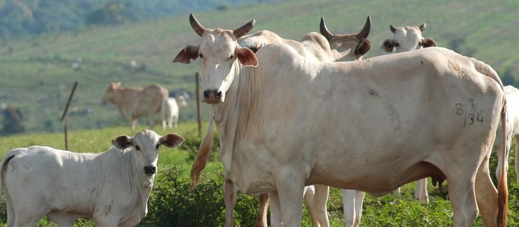 Preço da vaca gorda sobe no Paraná