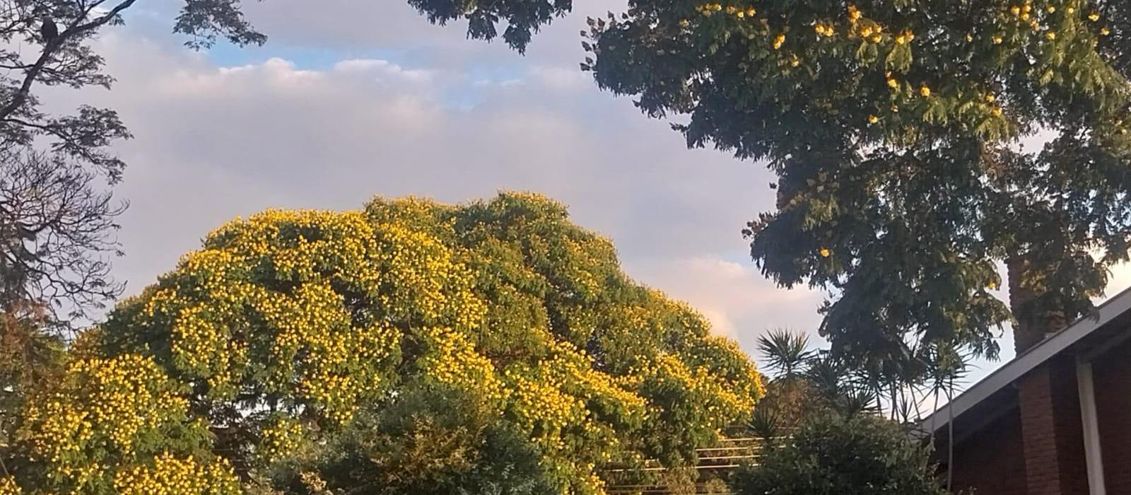 Confira a previsão do tempo para este domingo (14) em Maringá