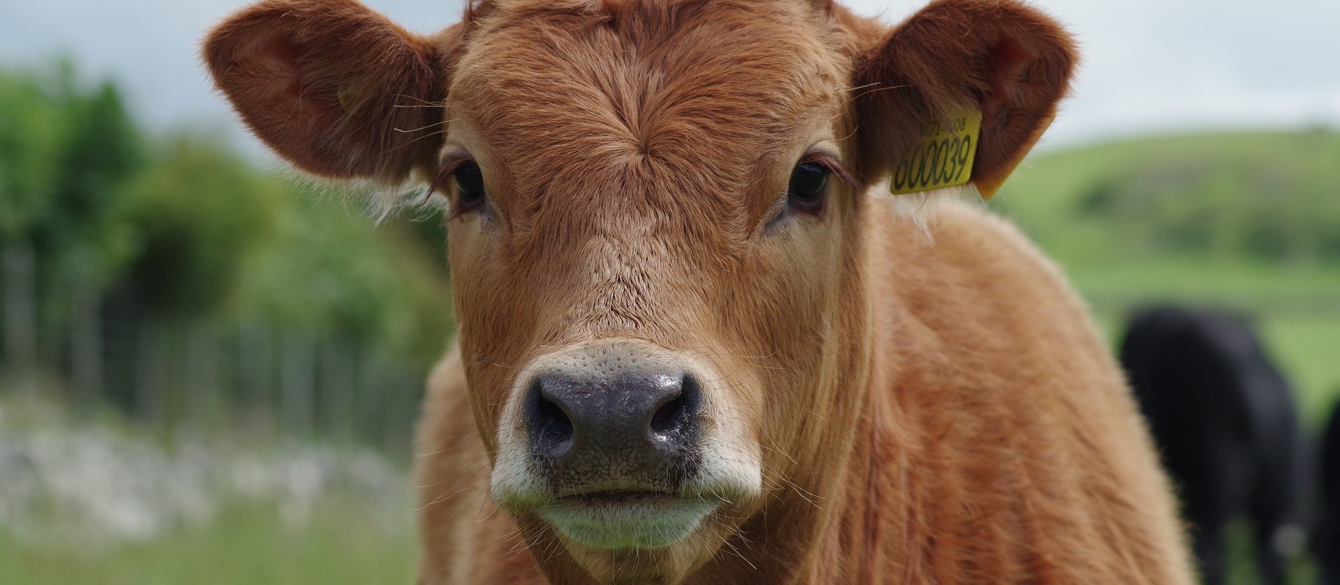 Preços médios de toda a cadeia da carne bovina batem novo recorde em setembro