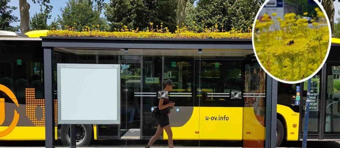 Cidade holandesa transforma pontos de ônibus para salvar abelhas