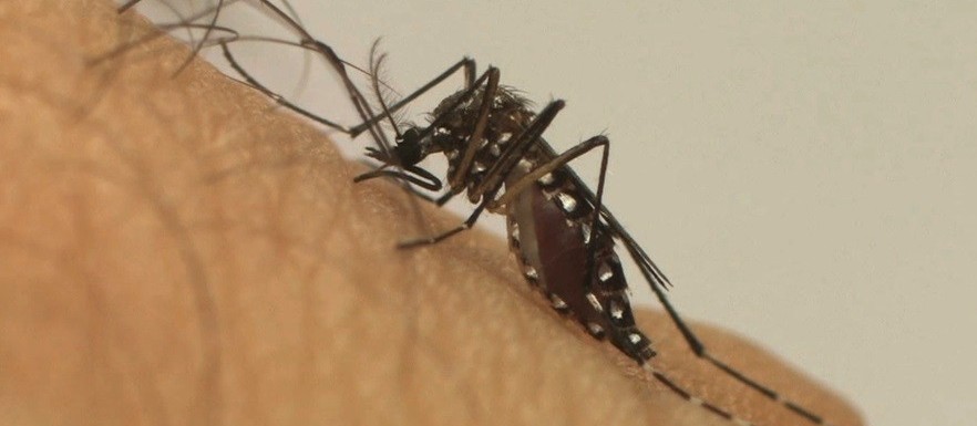 Dengue: Maringá registra um caso em uma semana