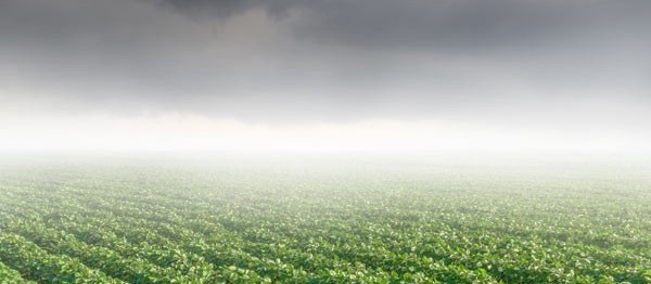 Previsão de semana chuvosa anima agricultores do Paraná