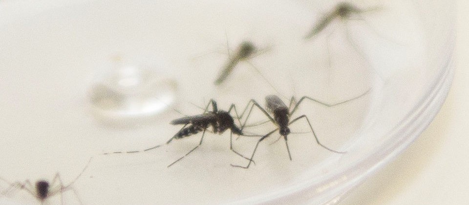 Paraná confirma 39 novos casos de dengue