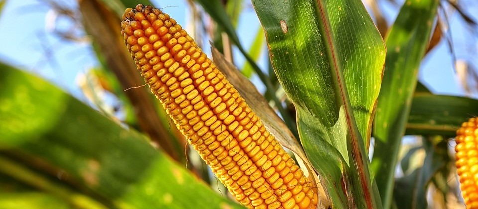 Preços da soja e milho beneficiam produtores