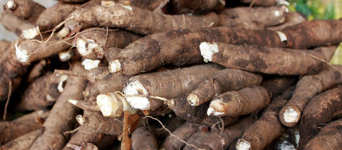 Raiz de mandioca custa R$ 400 em Umuarama