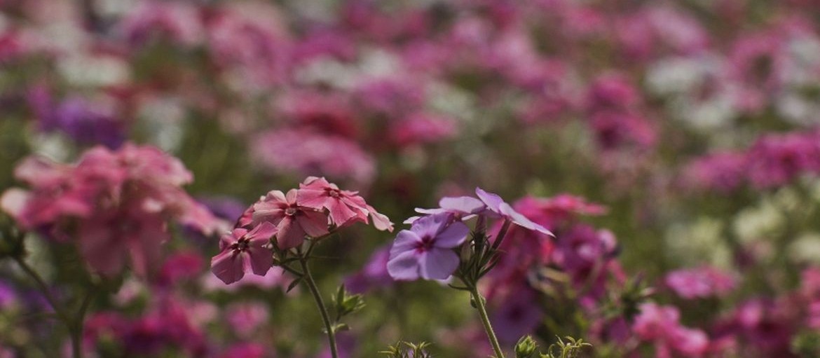 Primavera começa na tarde desta quarta-feira (22)