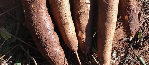 Preços da mandioca para a indústria sofrem com distanciamento social e próxima safra pode ser menor