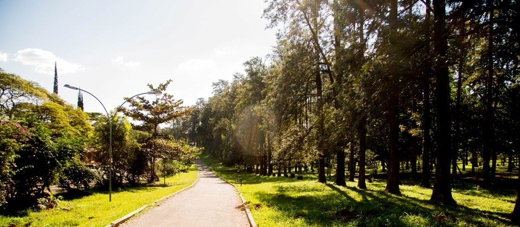 Benefícios da arborização urbana 