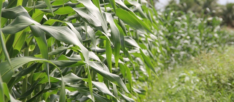 Milho de verão atinge  98% da área plantada no Paraná