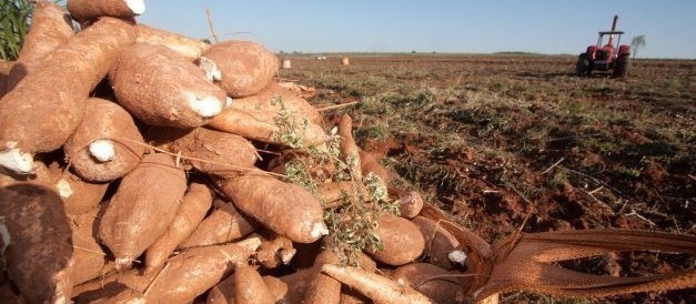 Raiz de mandioca custa R$ 330 a tonelada em Umuarama