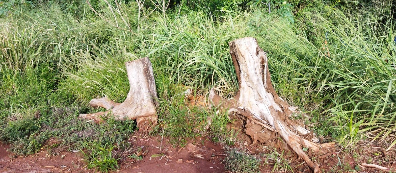 Agricultor é multado por desmatamento e descarte irregular de embalagens de agrotóxicos