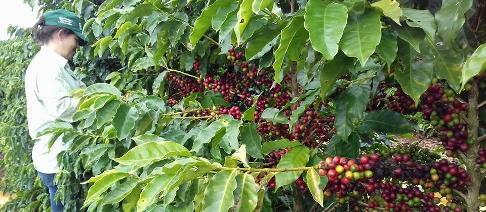 Clima favorece colheita de café no Paraná