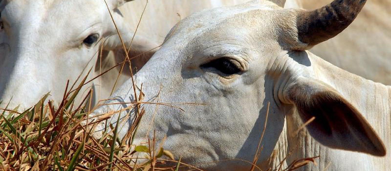 Mapa confirma dois casos atípicos de vaca louca em MT e MG