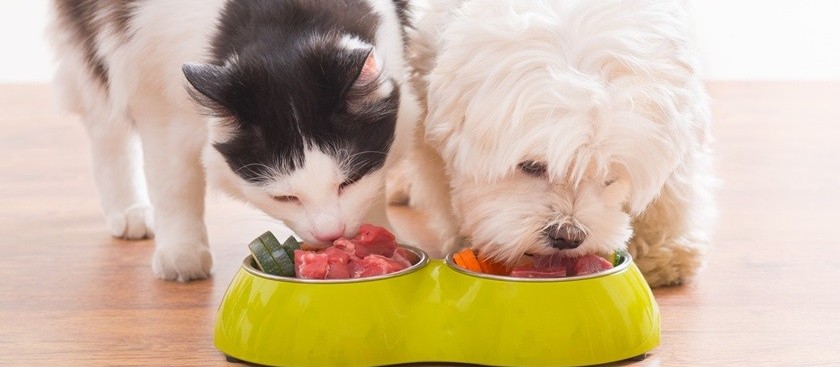 Quais os benefícios da alimentação natural para os pets?