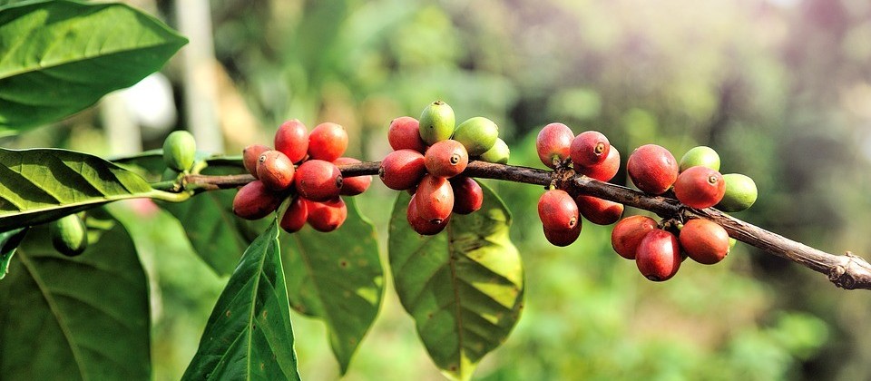 Café custa R$ 6,50 kg em Maringá