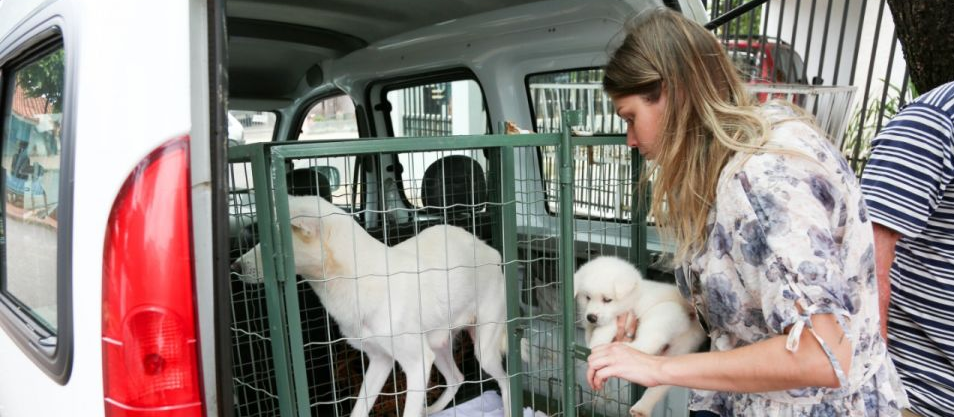 Ouvidoria de Maringá recebeu 1,6 mil denúncias de maus tratos a animais