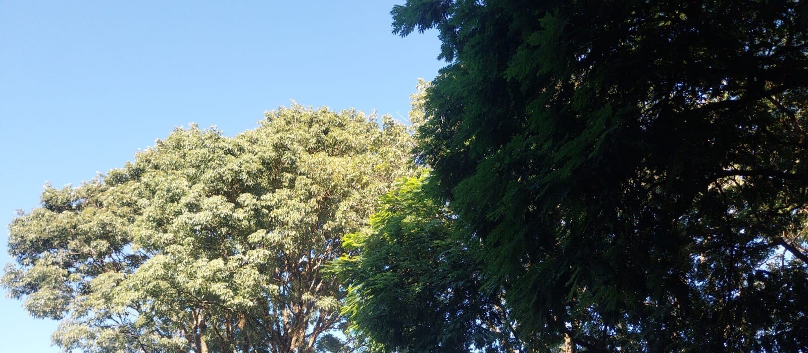 Domingo de sol e tempo  firme em Maringá; máxima pode chegar a 32º 