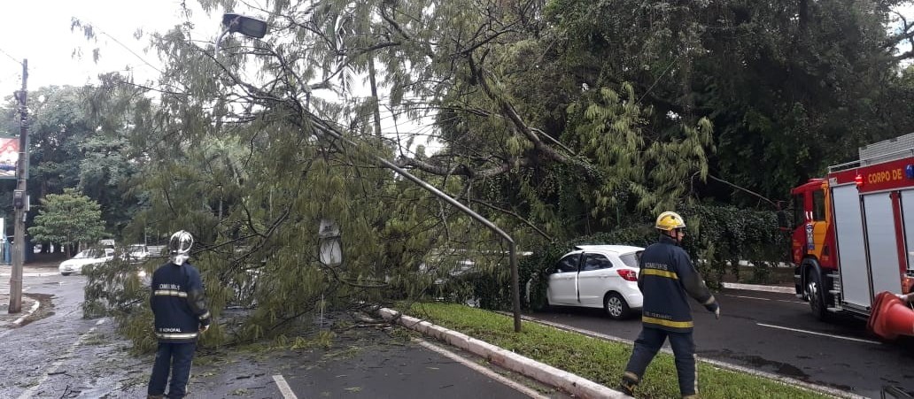 Temporal que atingiu Maringá derrubou 109 árvores