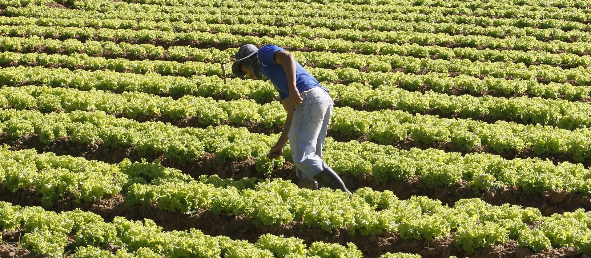 Agricultura alavanca empregos em cidades do interior