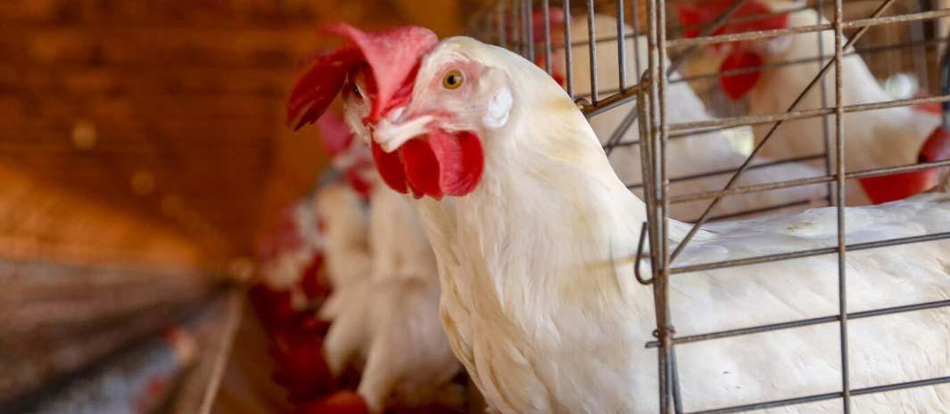 Gripe aviária no RS: não há risco de consumo de carnes e ovos