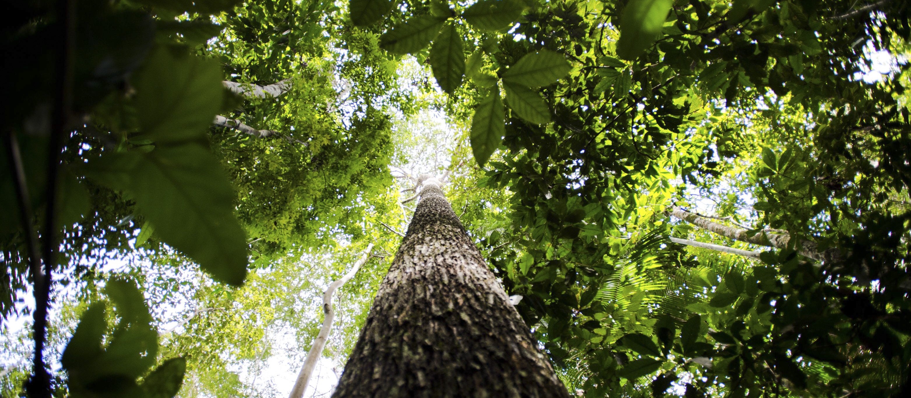 Área com florestas preservadas no Brasil corresponde a 66% do território nacional 