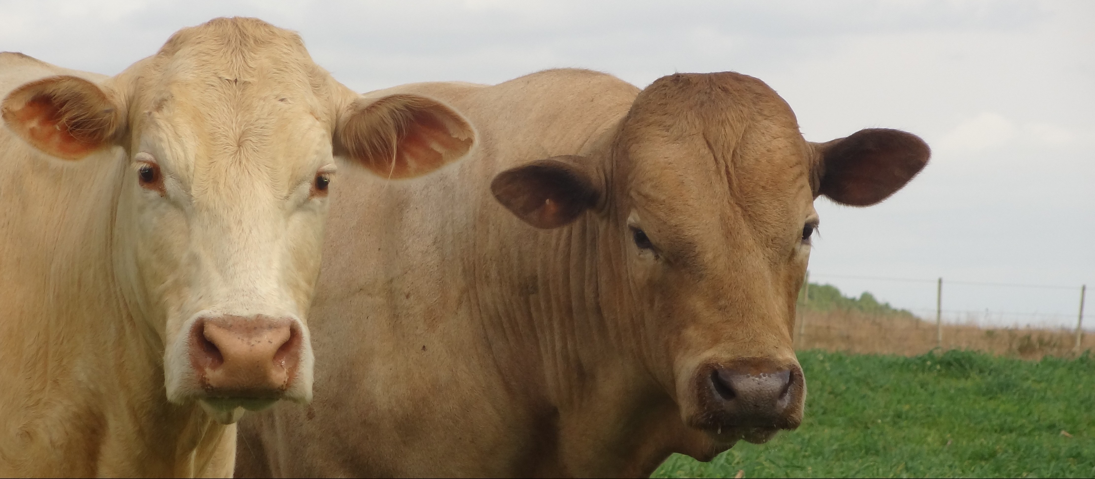 Arroba do boi gordo custa R$ 166 em Maringá