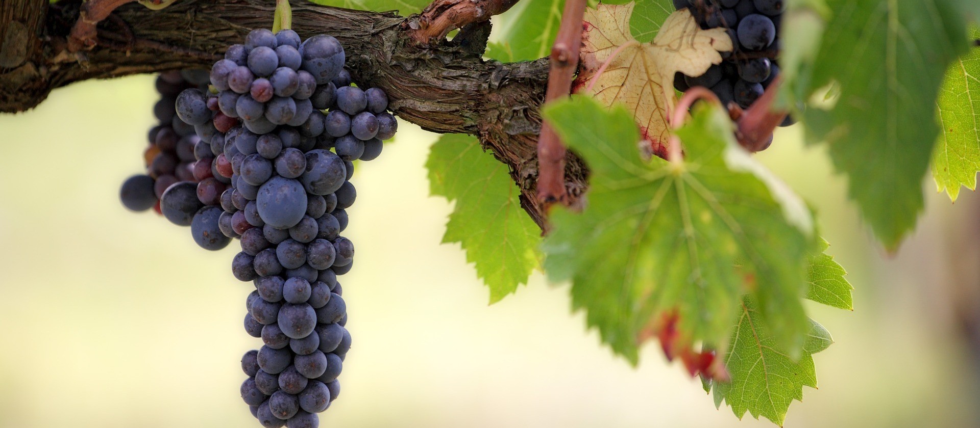 Cabernet Sauvignon, a uva mais plantada do mundo