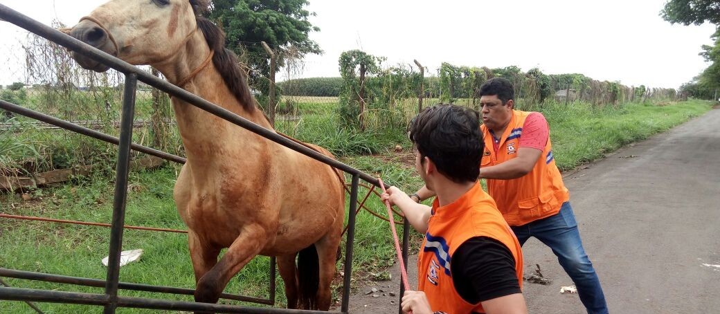 Cavalos soltos em ruas de Maringá são apreendidos