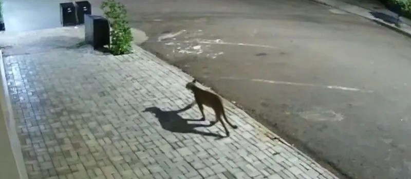 Câmera flagra onça caminhando por avenidas de Goioerê; vídeo