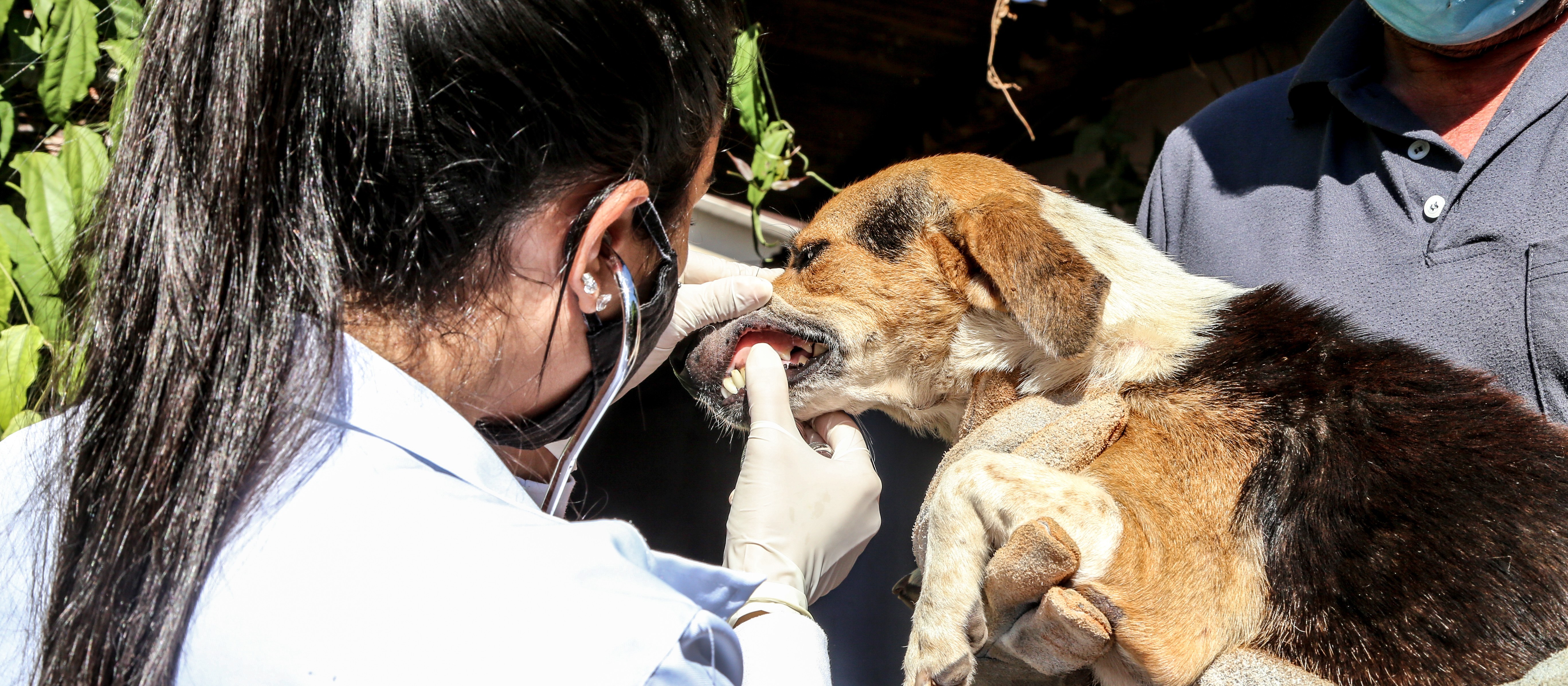 Em Maringá, 13 animais que viviam em casa com lixo e entulho são resgatados