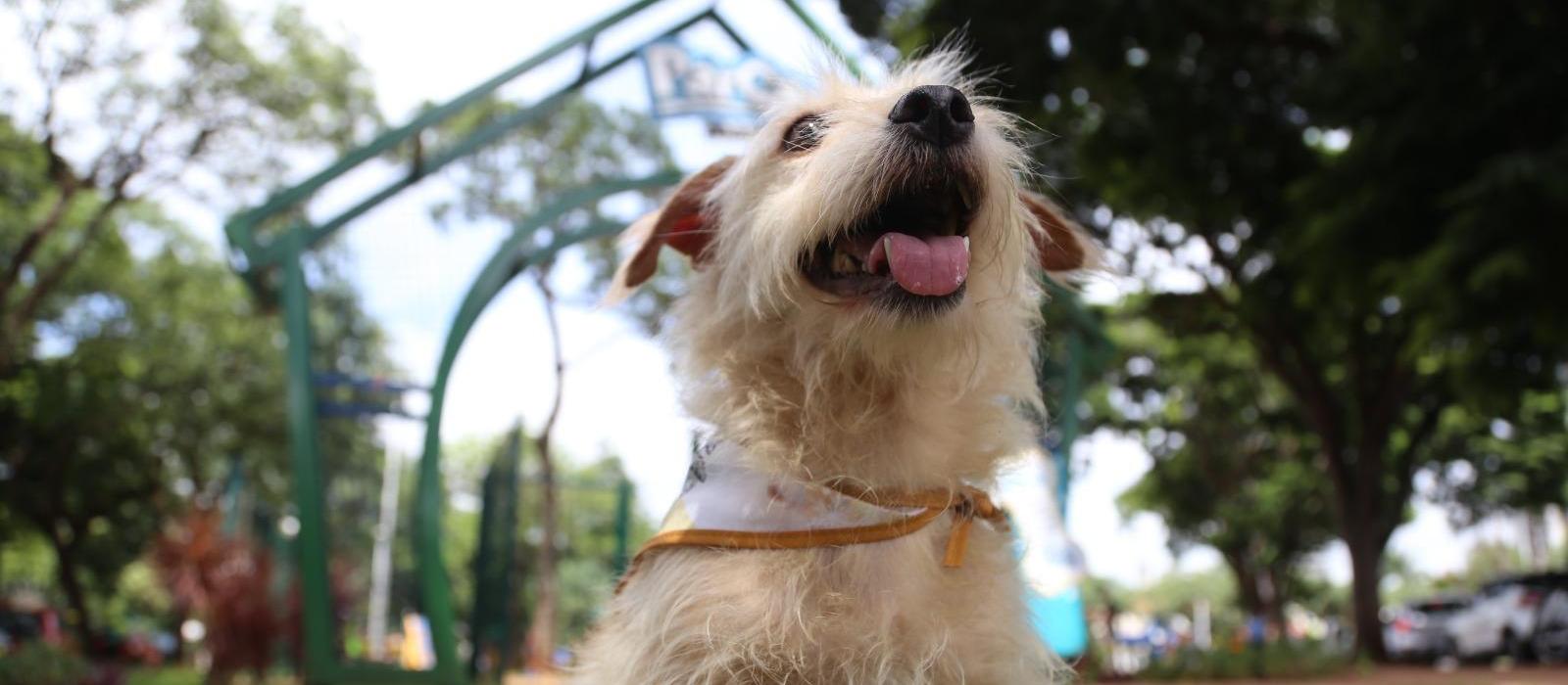 Censo de animais irá aprimorar programa municipal de castrações