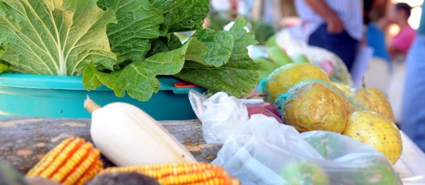 Como modernizar os conteúdos relacionados ao agro no ensino fundamental