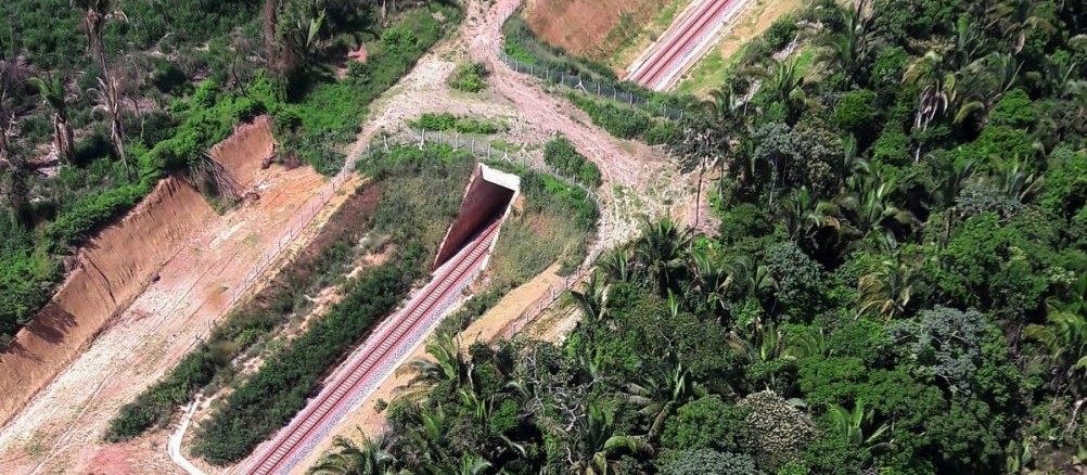 Viadutos de fauna são feitos para animais atravessarem a estrada sem risco