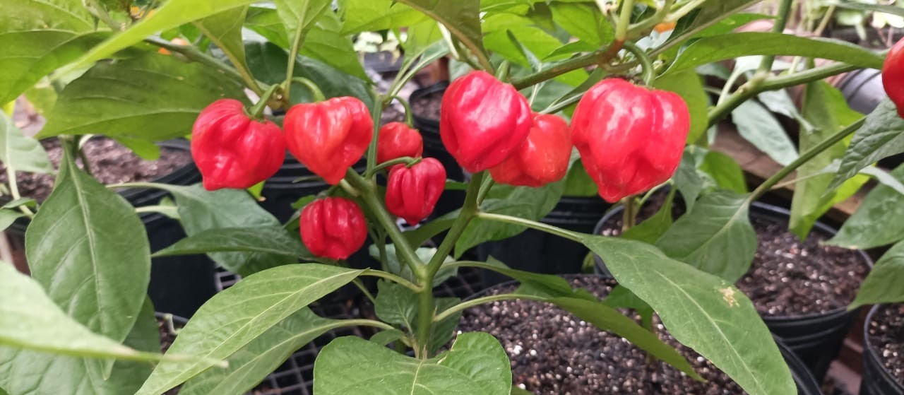 Conheça a pimenta mais ardida do mundo cultivada em Maringá e que entrou para o Guinness Book