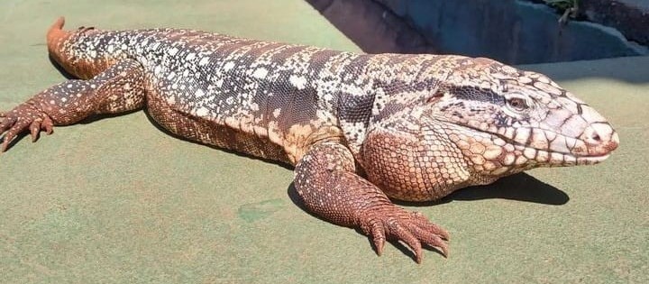 ‘Tião Lacoste’: conheça o lagarto que virou mascote em escola de Maringá