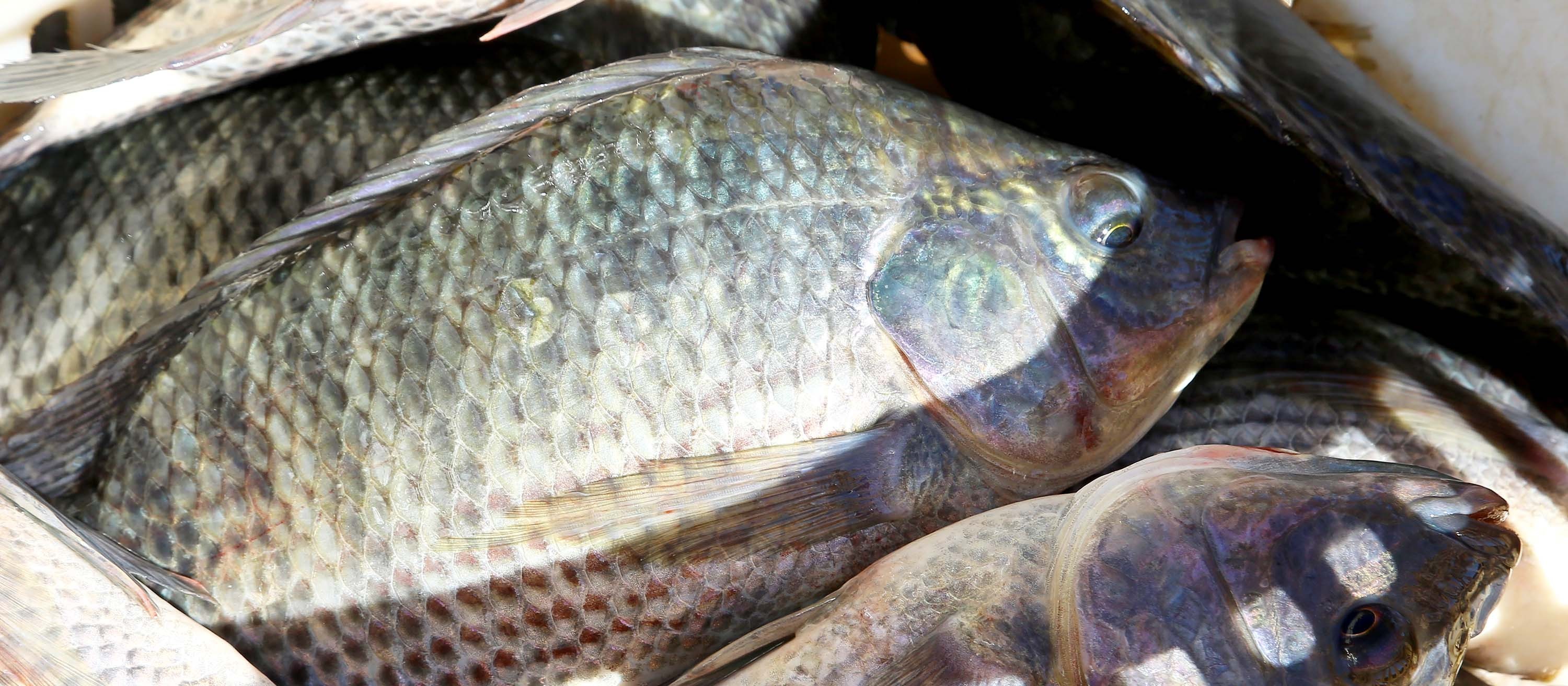 Demanda por tilápia aumenta no mês de março