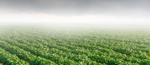 14% da soja foi perdida por conta do clima 