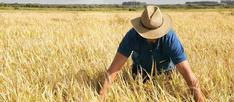 Produtores de arroz podem prorrogar dívidas