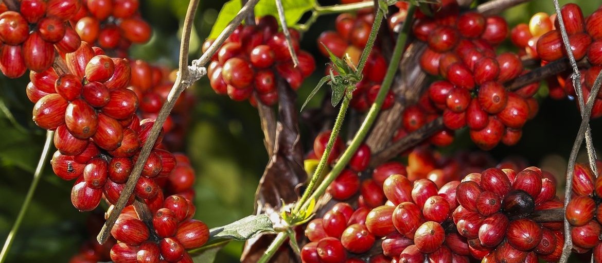 Na contramão da crise, preço do café bate recorde