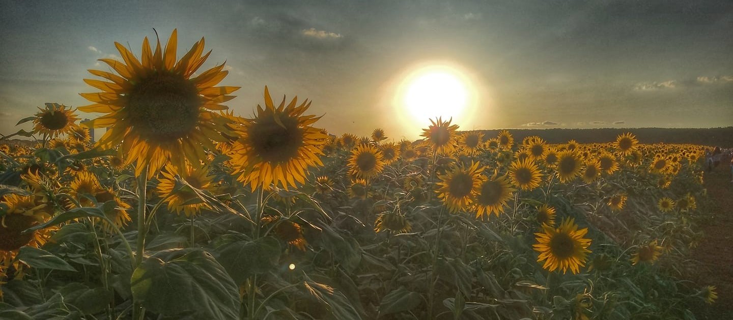 Semana começa com tempo estável e temperaturas amenas em Maringá