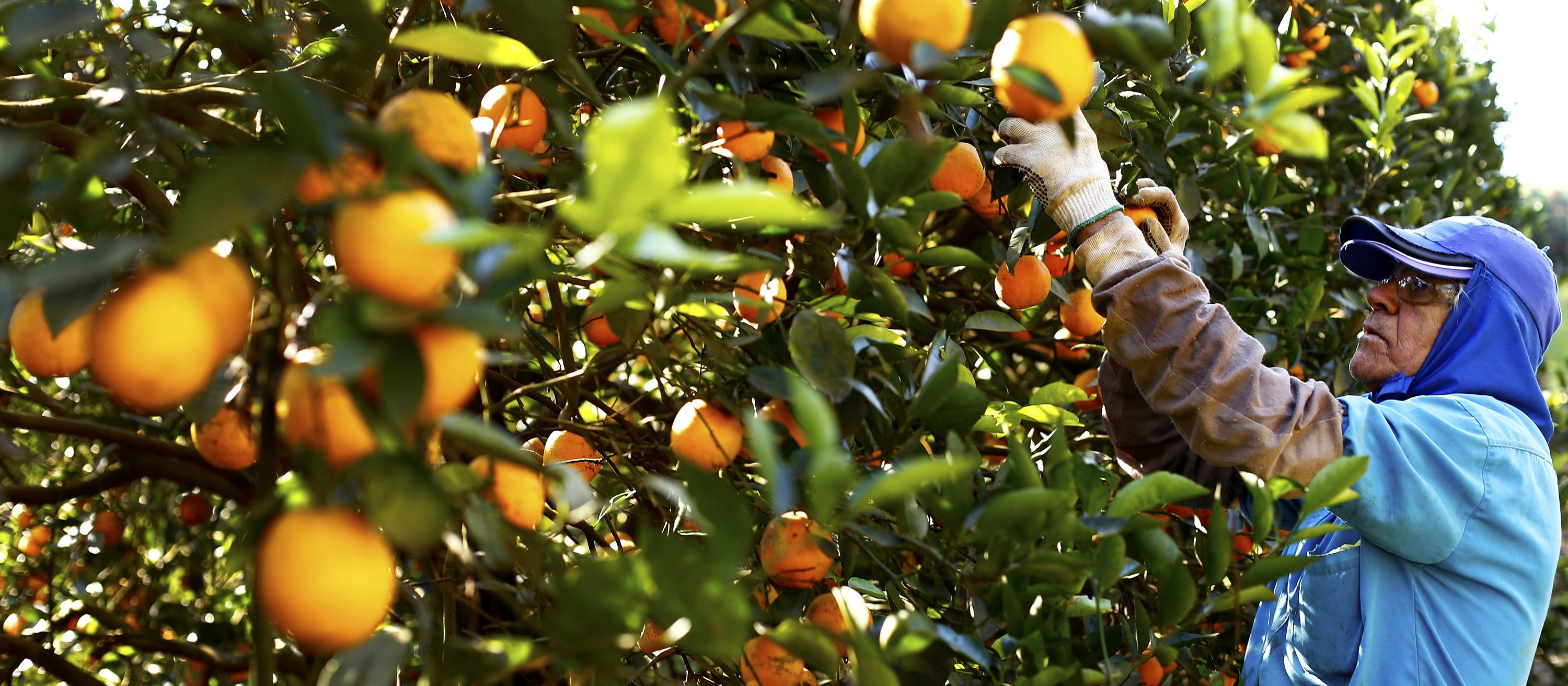 Paraná tem alto índice de produtividade nas culturas de aveia, centeio e laranja