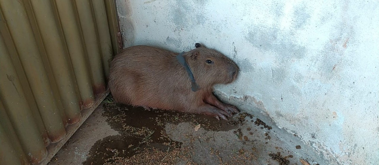 Corpo de Bombeiros resgata capivara com pedaço de lata preso ao pescoço, em Maringá