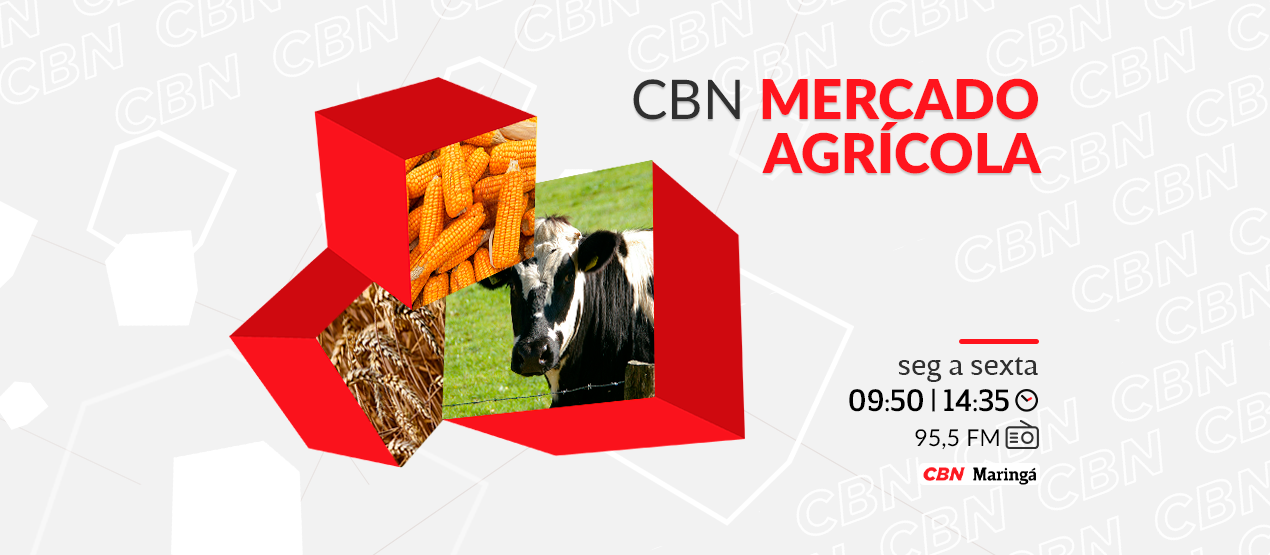 Feijão carioca é negociado na média a R$ 318,09