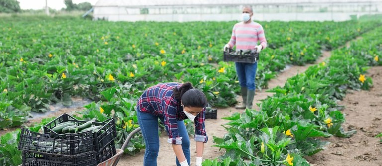 Agropecuária registra melhor saldo de empregos desde 2011