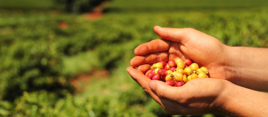 Café em coco custa R$ 7,60 Kg