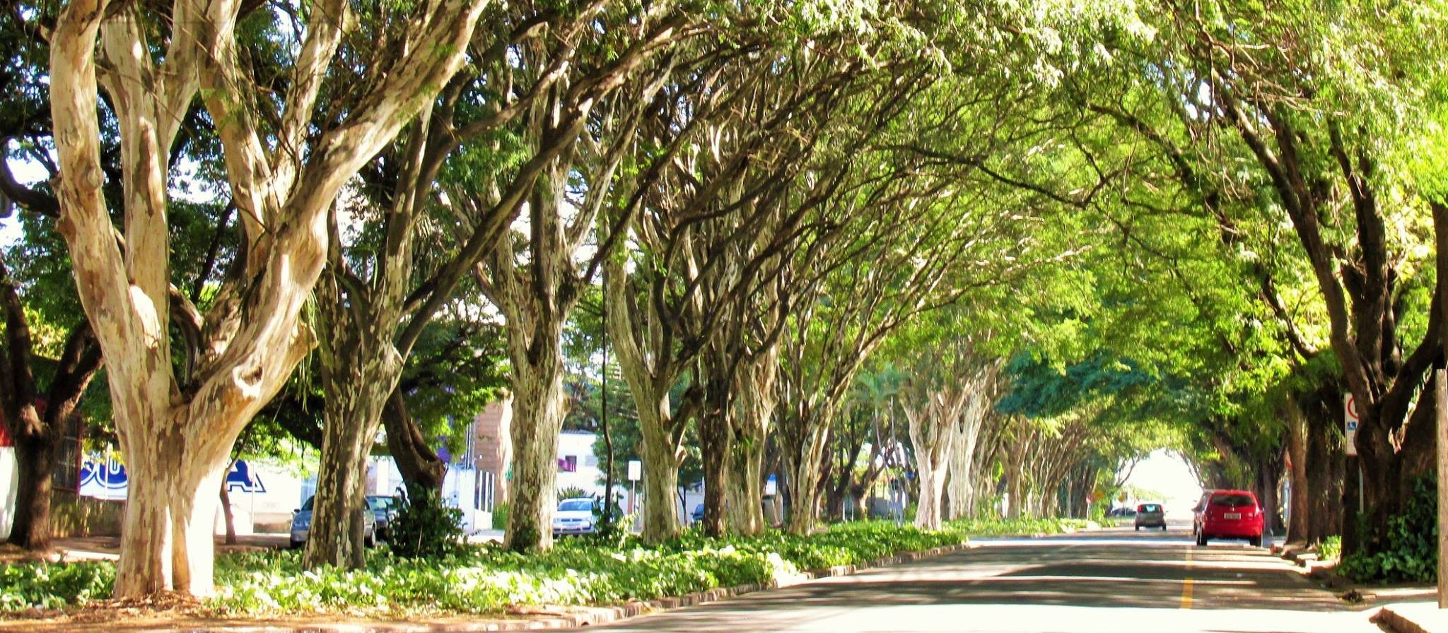 Árvores maringaenses; prejuízos e benefícios